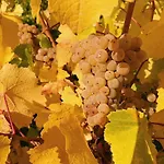 Weingut-aparthotel Olinger Mehring (Rhineland-Palatinate)