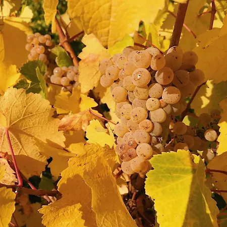 Weingut-aparthotel Olinger 메링
