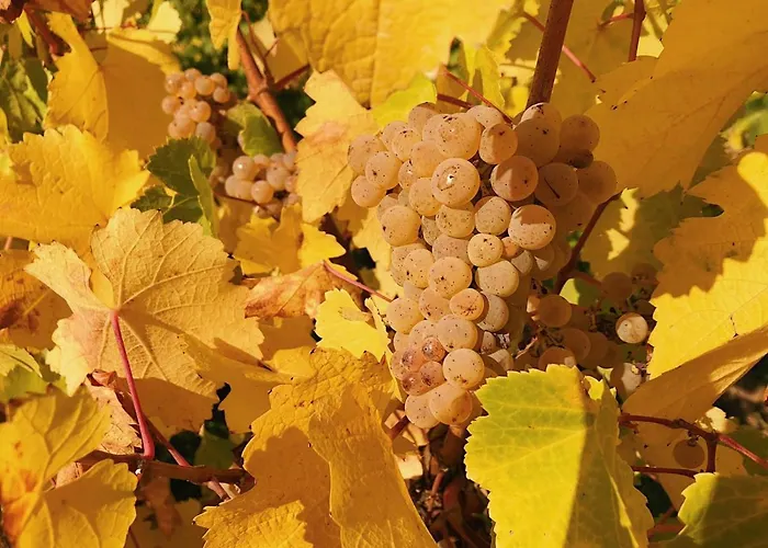 Weingut-aparthotel Olinger ميهرينغ